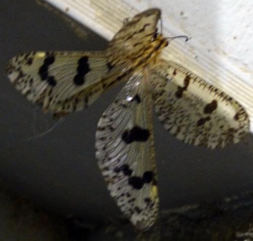 Réf. 235 954 : Palpares libelluloides